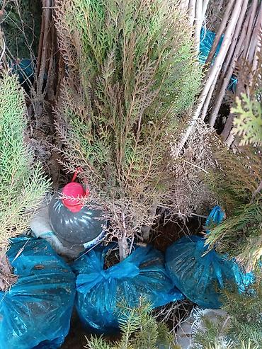 Малина: Малина — 15