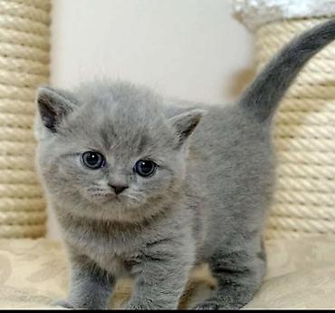 Pişiklər: Şotland, Erkək, Dişi — 22