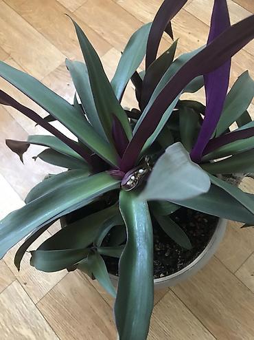 Традесканции: Традесканция ситара (Rhoeo spathacea, синоним Tradescantia spathacea) — 2