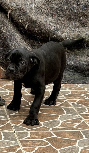 İtlər: Kane-Korso — 20