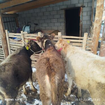 Коровы, быки: Продаю | Тёлка | На откорм | Привязанные — 1