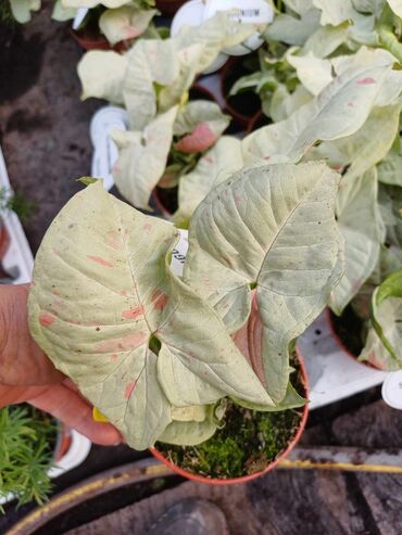 Ostale kućne biljke: Singonijumi
vise boja
saljem postom