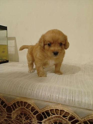it ucun geyim: 1 ay — 2