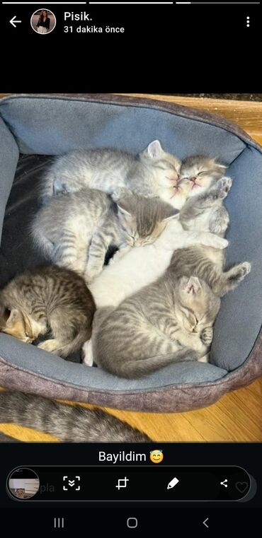 Pişiklər: Şotland yastı qulaq, Erkək, Dişi, Yaxşı əllərə, Ünvandan götürmə, Pulsuz çatdırılma, Ödənişli çatdırılma — 194