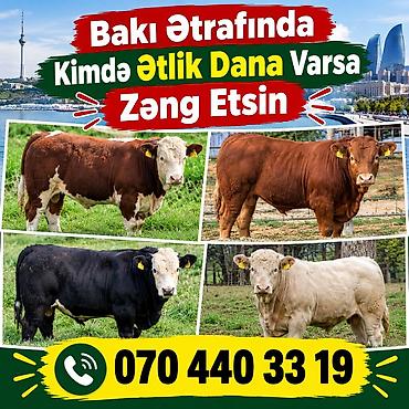 dana danq: Xidmət: Bakı və ətraf ərazilərdə ətlik dana tədarükü ilə maraqlananlar — 1