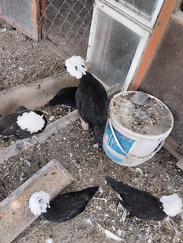 Toyuqlar: Toyuq, Damazlıq, Ünvandan götürmə, Ödənişli çatdırılma — 13