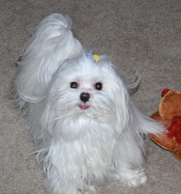 İtlər: Malta bolonka, 1 ay, Erkek -da lalafo.az — 3 İtlər: Malta bolonka, 1 ay, Erkek — 3