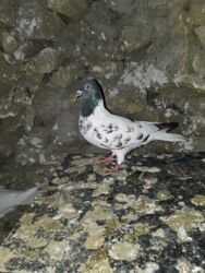 Göyərçinlər: Satlìr əbreşle əbreş cütt — 3