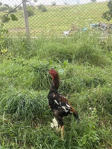 alman kurdu iti: TƏCİLİ SATRAM PUL EHTİYACINA GÖRƏ DEYERİNDEN UCUZ SATRAM Endirim — 1