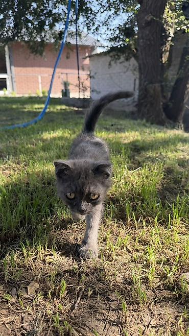 британский: Отдам в хорошие руки котенка🥰 Котёнок серого окраса - Возраст — 3