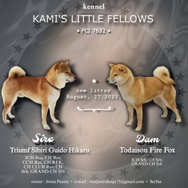 Psi: Odgajivačnica *Kami's little fellows* predstavlja vrhunsko čistokrvno — 1