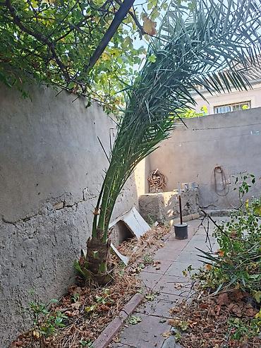 palma agaci satilir: Xurma (xurma xurması) palmı – həyət və bağ üçün dekorativ iri palma — 1