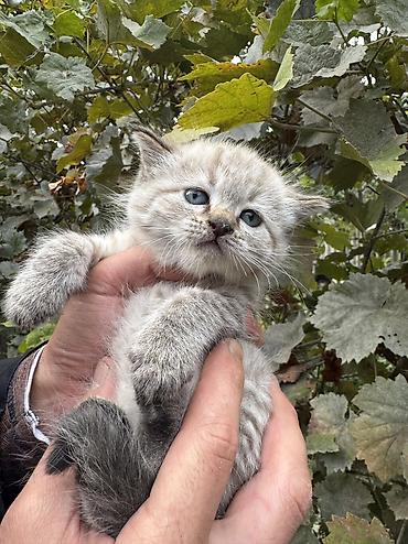Продажа кошек: Сиамская, 1 месяц, Девочка, Приучена к лотку — 2
