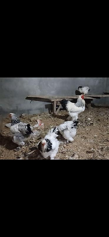 ordək balası və cucə: Toyuq, Brama, Damazlıq — 2