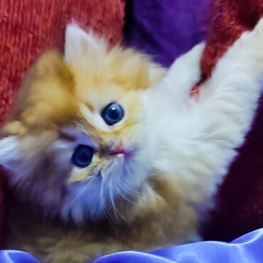 бенгальский котенок: Британская Золотая шиншилла мальчик чистокровный родился 14 март