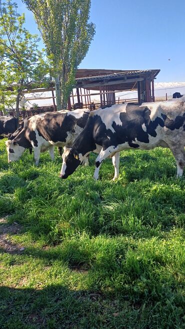 корова молоко литор 10: Продаю | Корова (самка) | Голштин, Алатауская, Швицкая | Для разведения, Для молока | Племенные, Стельные, Не стельные