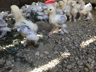quş papuqay: Куриные цыплята, Для разведения, Самовывоз, Платная доставка, Доставка в районы