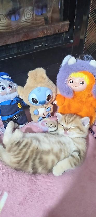 Pişiklər: Britan, Yaxşı əllərə — 20