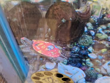 Digər heyvanlar: Qırmızı yanaq su tısbağalar. Şəkillərdə müxtəlif naxışlı, dekorativ — 8