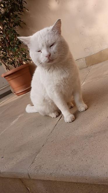 Pişiklər: Erkək, Yaxşı əllərə, Pulsuz çatdırılma — 9