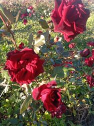 Çöl bitkiləri: Saqı Gülçülük – Tərtərin ən gözəl gülləri Bir gül təkcə ətriylə deyil — 26