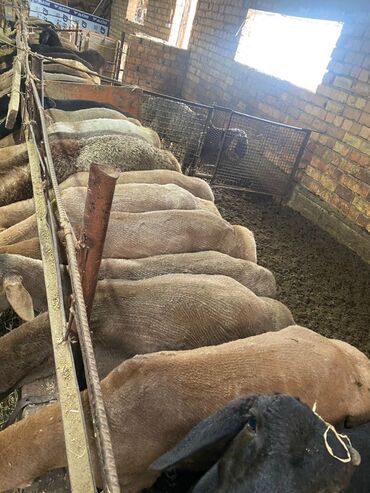 сколько стоит порода собаки доберман: Продаю | Баран (самец) | Для разведения | Племенные