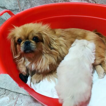 İtlər: Pekines, 1 il, Dişi