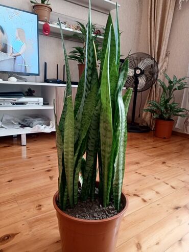 Otaq bitkiləri: Sansevieria (Qayın dili) – otaq bitkisi - Növ: Sansevieria — 8