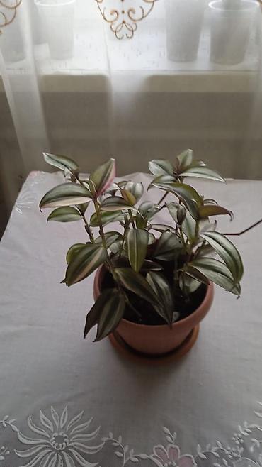 Другие комнатные растения: Разные комнатные растения. Чтобы узнать стоимость конкретного растения at lalafo.kg — 4 Другие комнатные растения: Разные комнатные растения. Чтобы узнать стоимость конкретного растения — 4