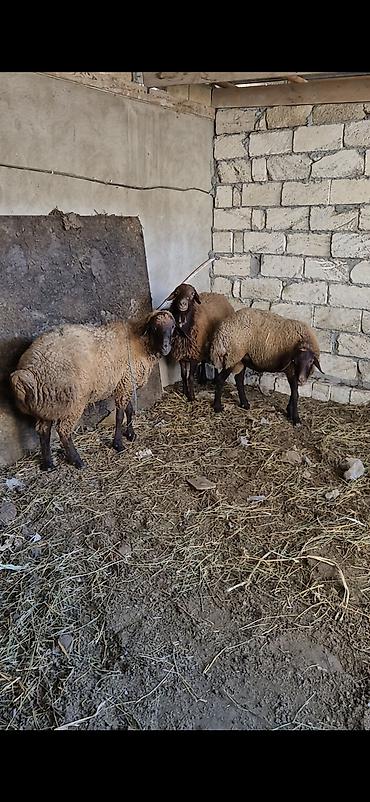 Qoyunlar, qoçlar: 3 eded qoçlar cavan heyvanlardi 1inin 1yaşi olub qalanlari cavandi — 2