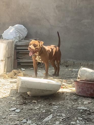 Pitbul