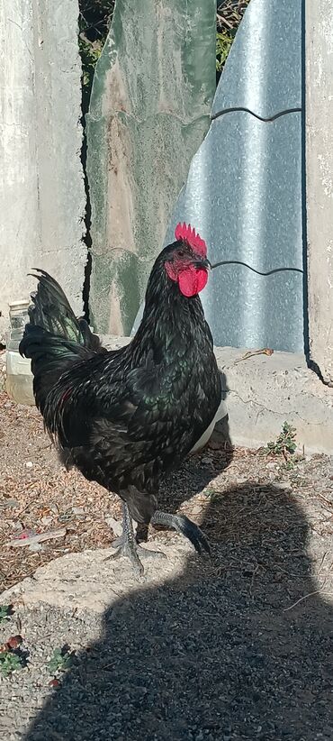 вислоухий шотландец мраморный: Australorp Qara rəngli xoruz 6 ayliq 2 eded xoruz satilir -