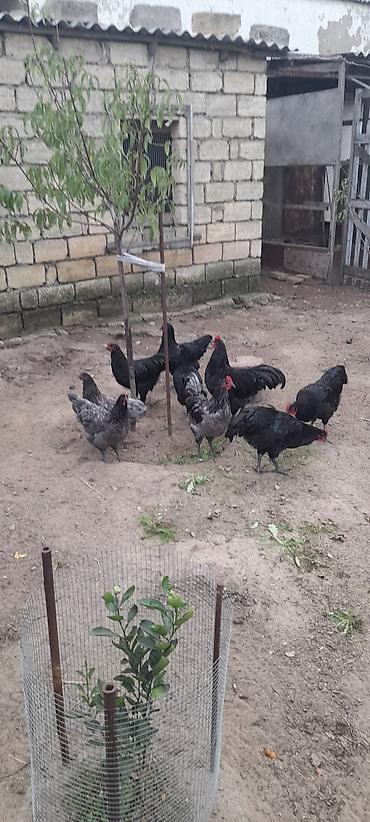 Toyuqlar: Toyuq, Australorp, Ətlik, Ünvandan götürmə — 1