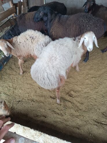 в связи с переездом отдам попугая жако в добрые руки: Продаю | Овца (самка) | Для разведения | Матка