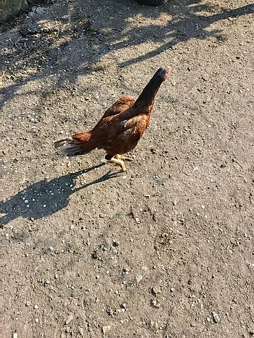 donuz heyvan: 6 aylığ fərədi gözəl heyvandı cins fərədi ünvan maştağa əlavə məlumat — 2