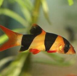 dana qiyməti xacmaz: Боция клоун, Мирные, Самовывоз