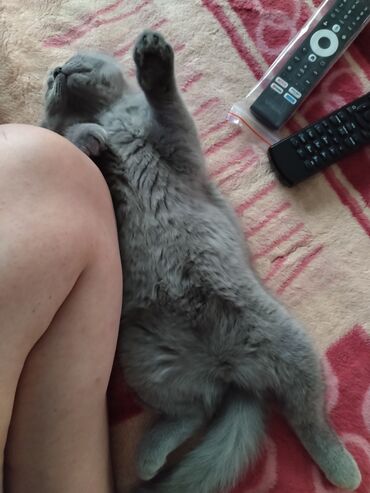 Продажа кошек: Британская короткошёрстная, 3 месяца, Девочка, Лиловый — 20