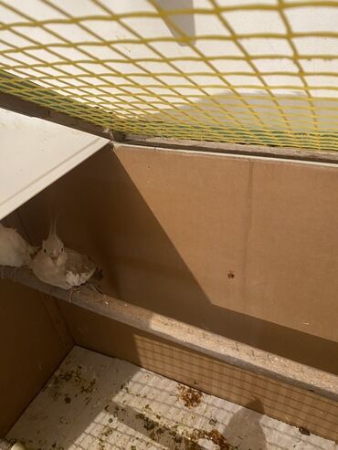 İtlər: Nimfa (Cockatiel) papağanları – açıq rəng mutasiyaları - Növ: Nimfa