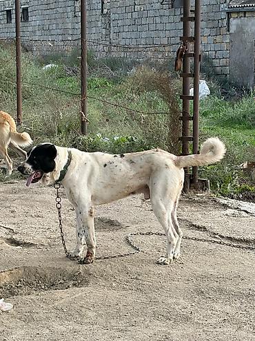 i̇t pudel: Alabay, 2 il, Erkək, Peyvəndli, Rayonlara çatdırılma — 5