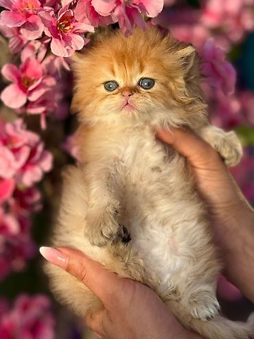 Pişiklər: Fars — 10