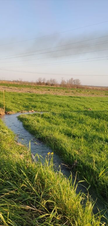 qobuda torpaq satilir: 243 sot, Kənd təsərrüfatı, Mülkiyyətçi, Kupça (Çıxarış)