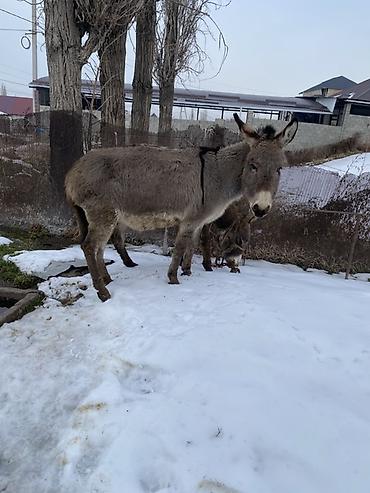 Другие с/х животные: Осел с серым окрасом шерсти, находящийся на заснеженной территории — 1