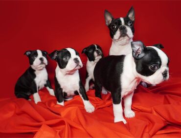 za decaka: Na prodaju štenci rase BOSTON TERIJER, prekrasnih, zdravih roditelja