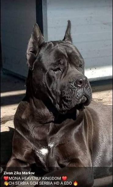 Psi: Kane Korso štenci Odgajivačnica Cane Corso Kennel Heavenly Kingdom FCI na lalafo.rs — 10 Psi: Kane Korso štenci Odgajivačnica Cane Corso Kennel Heavenly Kingdom FCI — 10