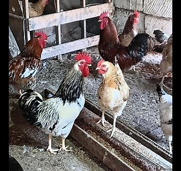 Xoruzlar satılır. 7 aylıqdılar . vaksin olunublar