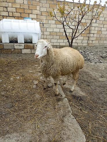 Qoyunlar, qoçlar: Erkek quzu satılır — 9
