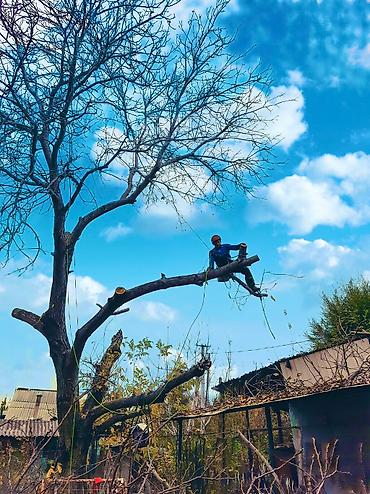 Спил деревьев, заготовка дров: Спил любых деревьев, в любых стесненных условиях, формирование кроны — 17