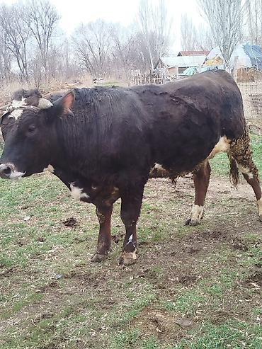 Коровы, быки: Продаю | Бык (самец) | Для разведения | Племенные — 11