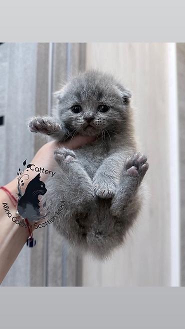 Скотиш Фолд (Шотландская вислоухая), 1 месяц, Мальчик, Голубой, Приучена к лотку