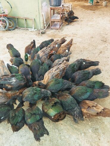 kuban ördek: Zumrudu ordek balalar satilir.qiymet cutune ayidi bu yayin balalaridi